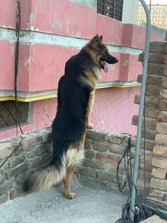 Jerman Shepherd male Dog urgent sale