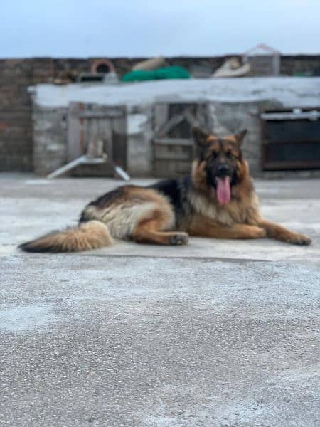 Jerman Shepherd male Dog urgent sale 2