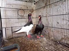 Fancy pegions pair breeder with chicks all setup available 0