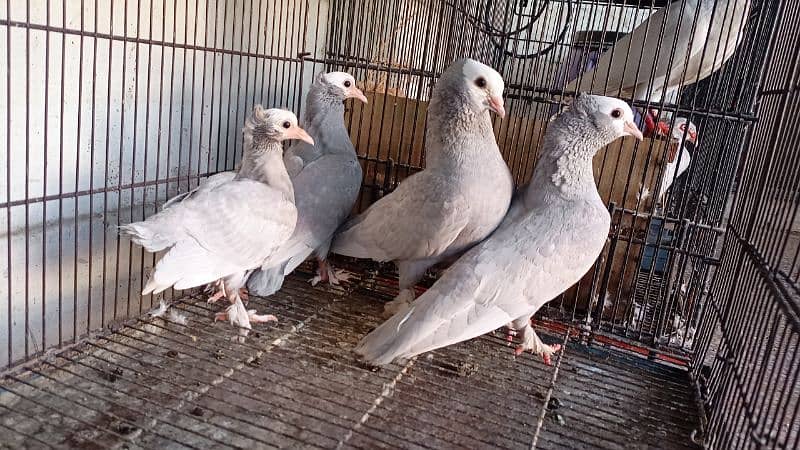 Fancy pegions pair breeder with chicks all setup available 1