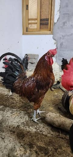 Golden Misri and Pure Australorp for sale 0