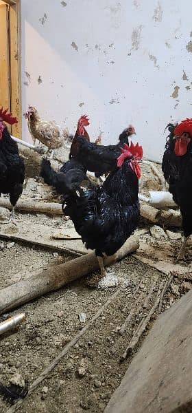 Golden Misri and Pure Australorp for sale 1