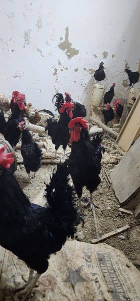 Golden Misri and Pure Australorp for sale 2