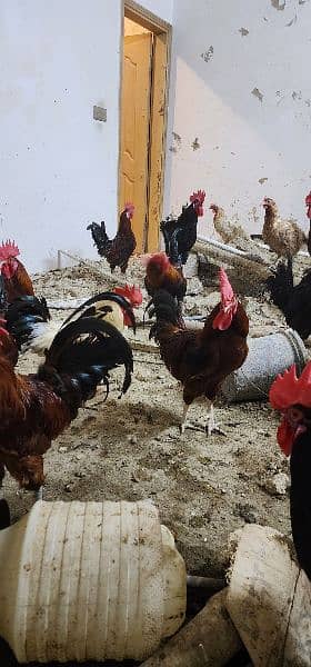 Golden Misri and Pure Australorp for sale 3