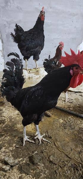 Golden Misri and Pure Australorp for sale 4