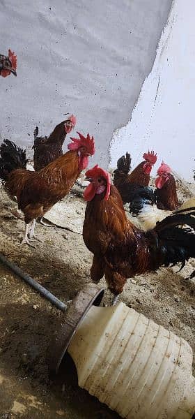 Golden Misri and Pure Australorp for sale 5