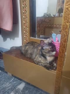 tortoiseshell cat breed