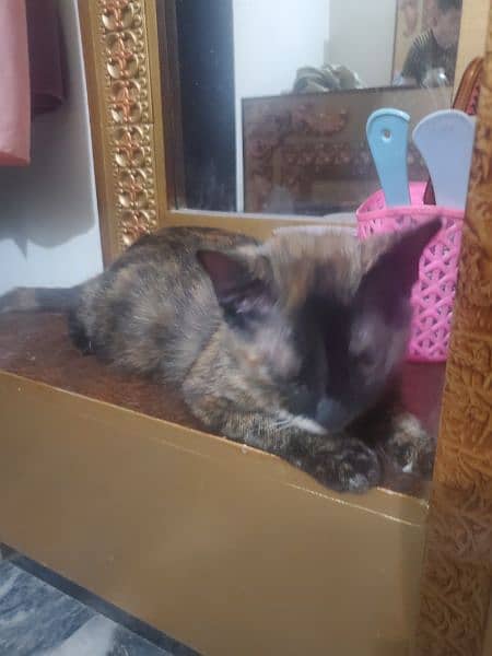 tortoiseshell cat breed 1