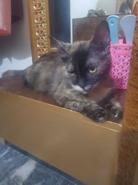 tortoiseshell cat breed 2