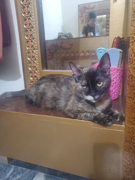 tortoiseshell cat breed 3