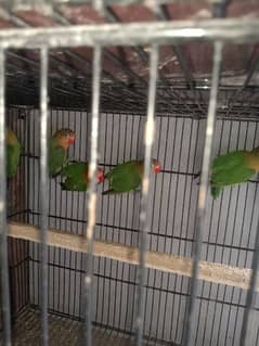 fisher love bird for sale par pice 0304 2690 769 WhatsApp number 0