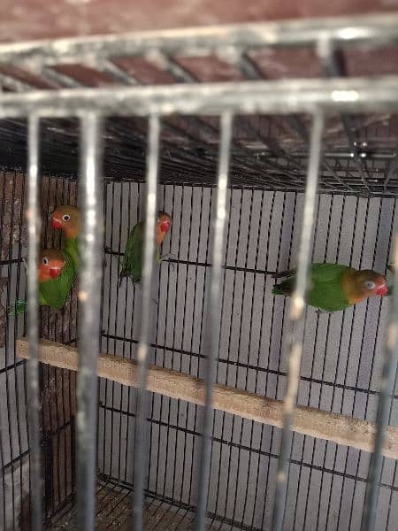 fisher love bird for sale par pice 0304 2690 769 WhatsApp number 1