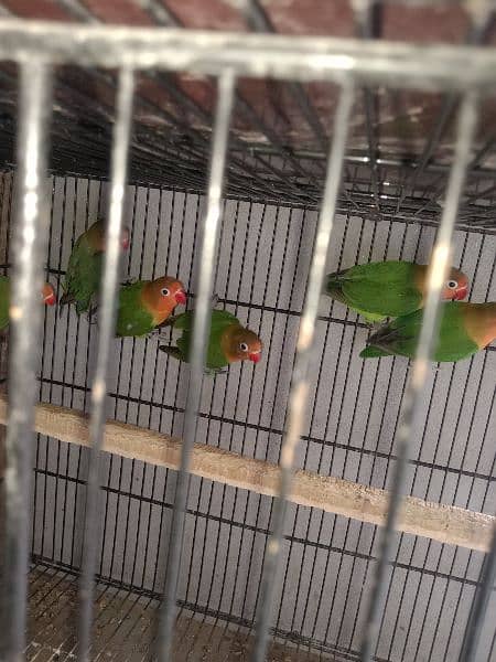 fisher love bird for sale par pice 0304 2690 769 WhatsApp number 2