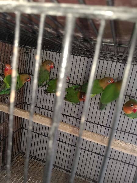 fisher love bird for sale par pice 0304 2690 769 WhatsApp number 3