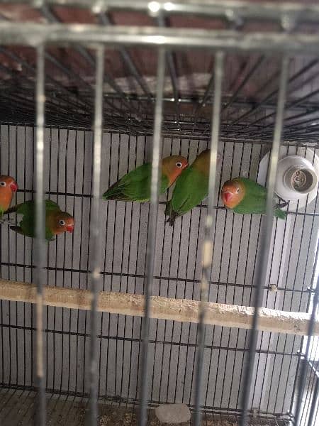 fisher love bird for sale par pice 0304 2690 769 WhatsApp number 4