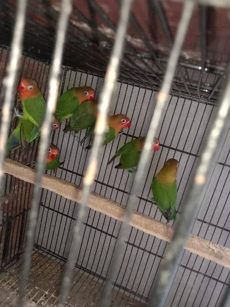 fisher love bird for sale par pice 0304 2690 769 WhatsApp number 5