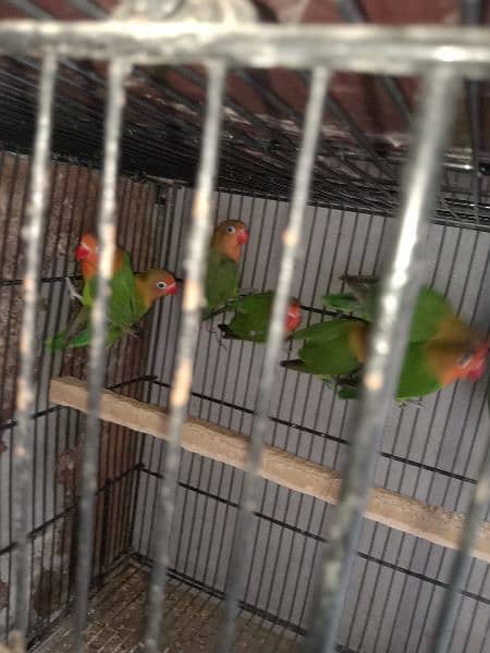 fisher love bird for sale par pice 0304 2690 769 WhatsApp number 7
