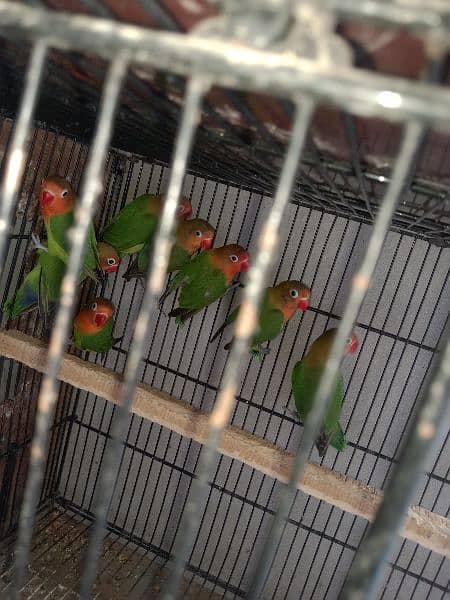 fisher love bird for sale par pice 0304 2690 769 WhatsApp number 8