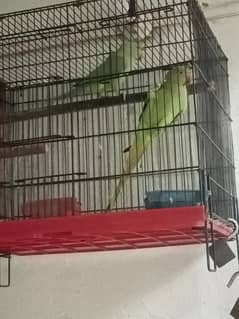 Pair of green porrot