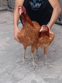 buy 2 hens get 1 hen free 0