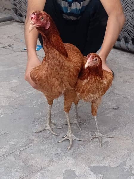 buy 2 hens get 1 hen free 8