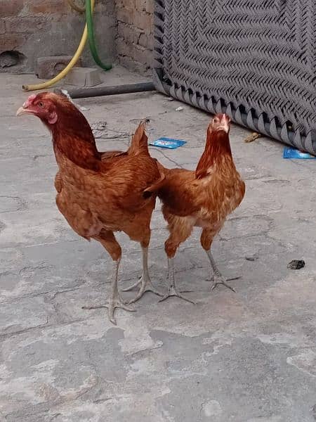 buy 2 hens get 1 hen free 10