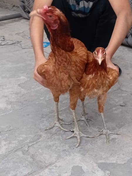 buy 2 hens get 1 hen free 14