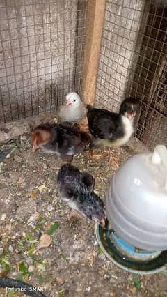 4 Hera Aseel ka chicks for sale