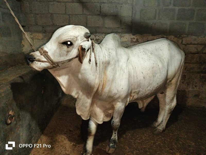 Cow | Bull | bachra | Desi wacha for Qurbani 2024 2