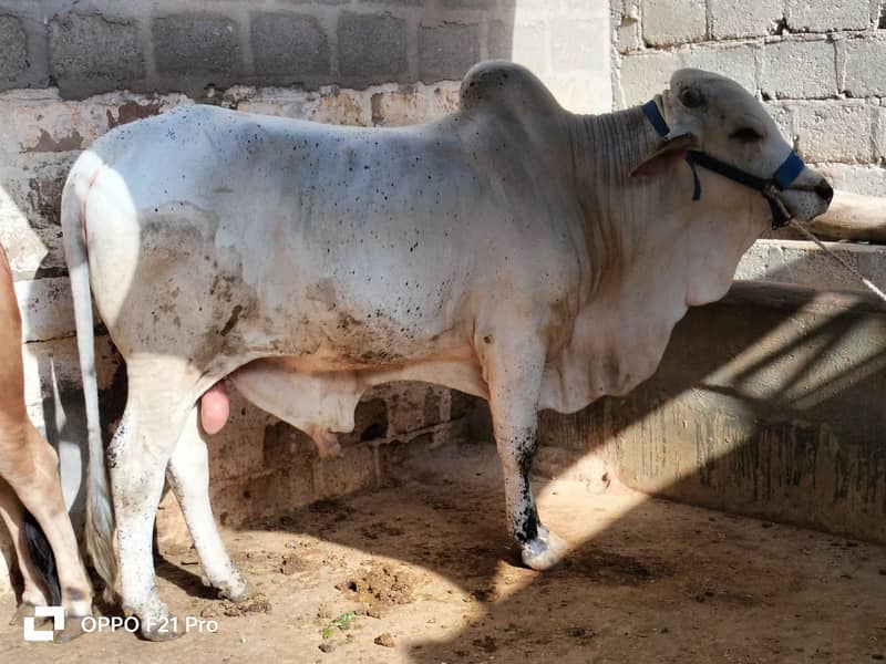 Cow | Bull | bachra | Desi wacha for Qurbani 2024 4