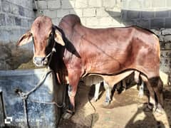 Cow | Bull | bachra | Desi wacha for Qurbani 2024 0