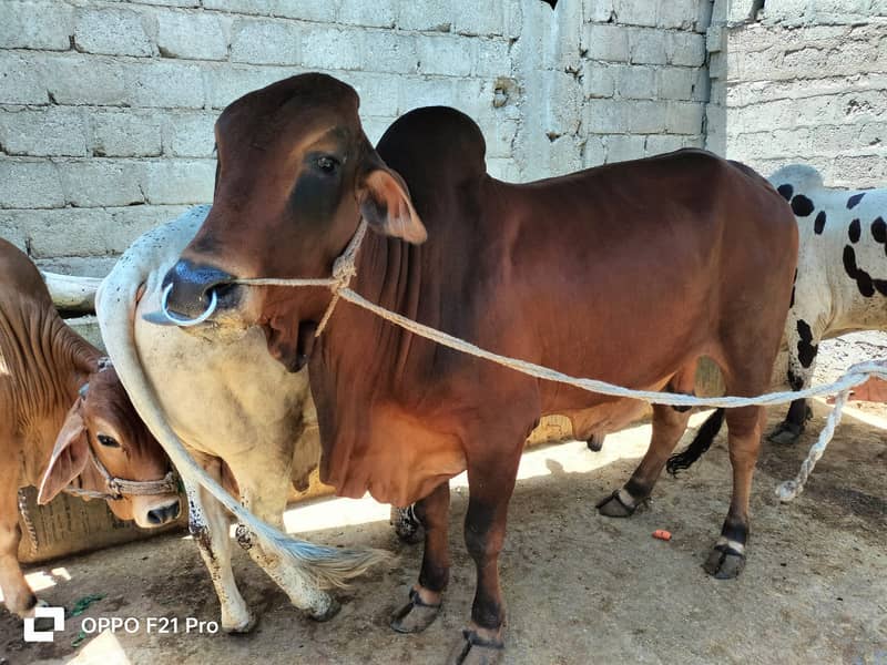 Cow | Bull | bachra | Desi wacha for Qurbani 2024 1