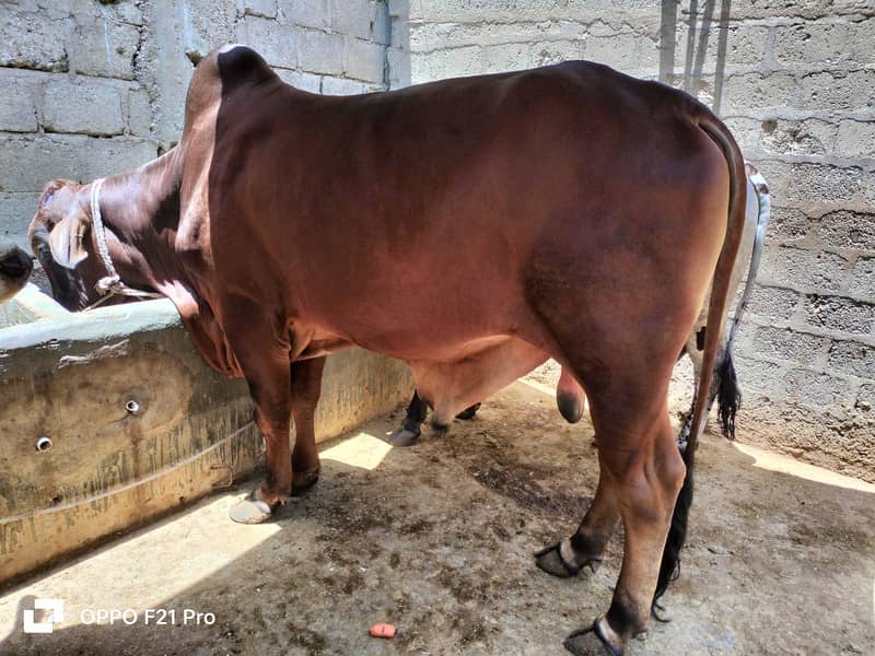 Cow | Bull | bachra | Desi wacha for Qurbani 2024 3