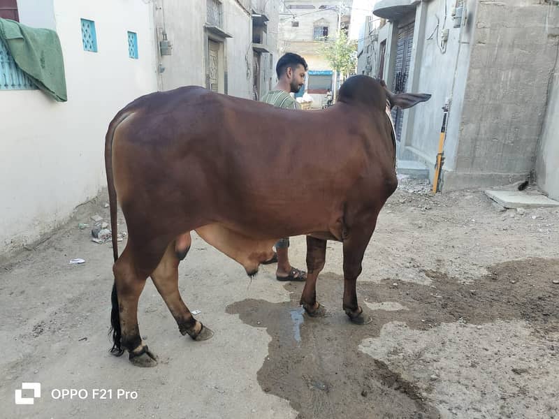 Cow | Bull | bachra | Desi wacha for Qurbani 2024 5