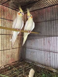 breeder pair + chick