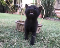Black Persian kittens (pairs)(single) for sale tripple coted
