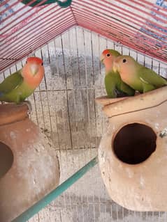 Love Bird & Yellow Cocktail Parrot pair for sell 0
