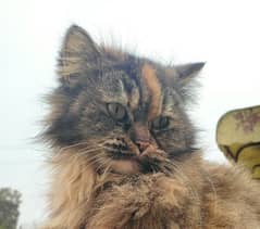 Female Persian Cat