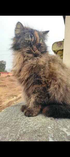 Female Persian Cat adoption only 1