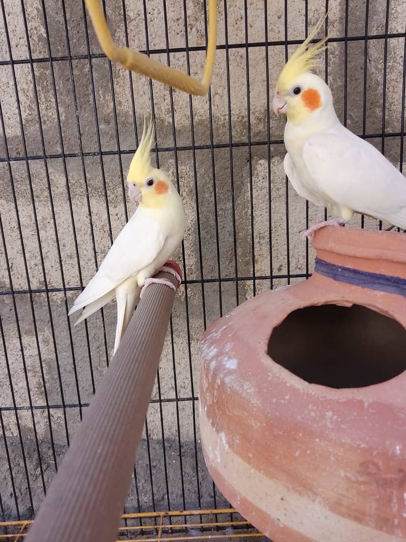 Love Bird & Yellow Cocktail Parrot pair for sell 1