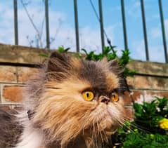 calico peke persian breeder cat