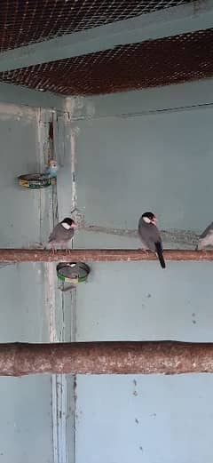 gray java bird adult pair ready to breed 4 pair