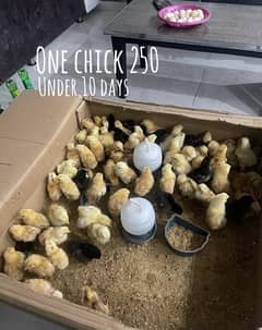 Chicks for sale and parrots