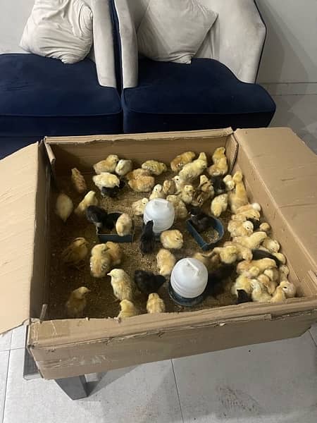 Chicks for sale and parrots 2