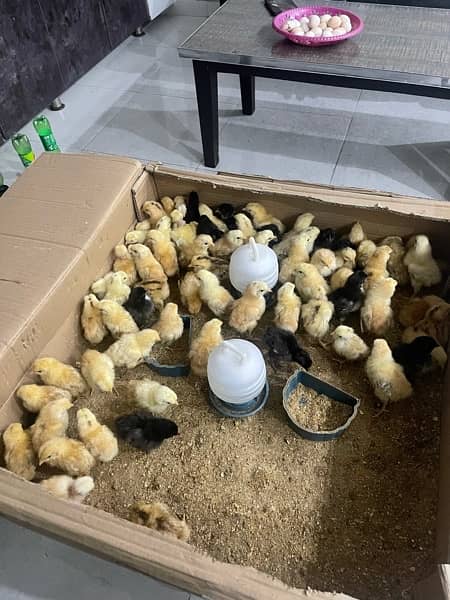 Chicks for sale and parrots 4