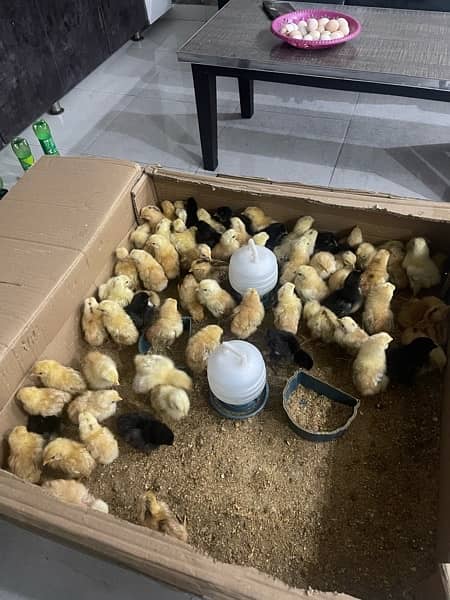Chicks for sale and parrots 5