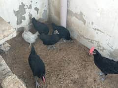 sebright and austrolorp chicks for sale