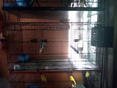 Birds cages 0