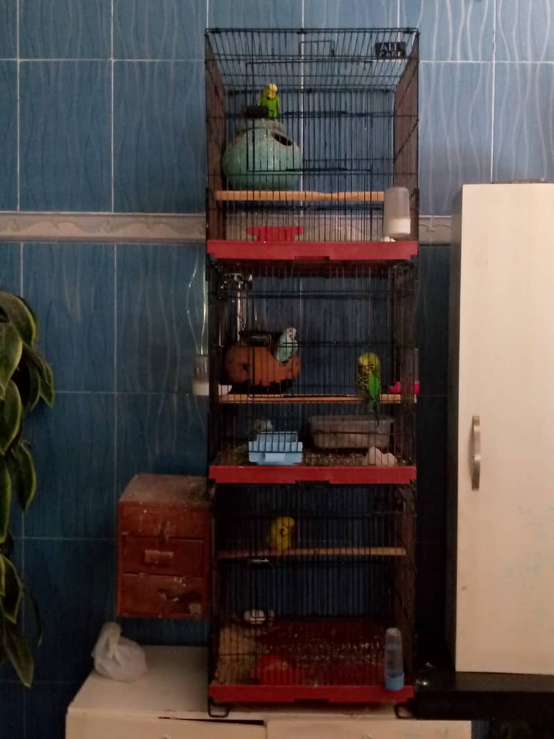 Birds cages 1
