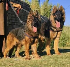 king shepherd long coat pair male and female for sale 0